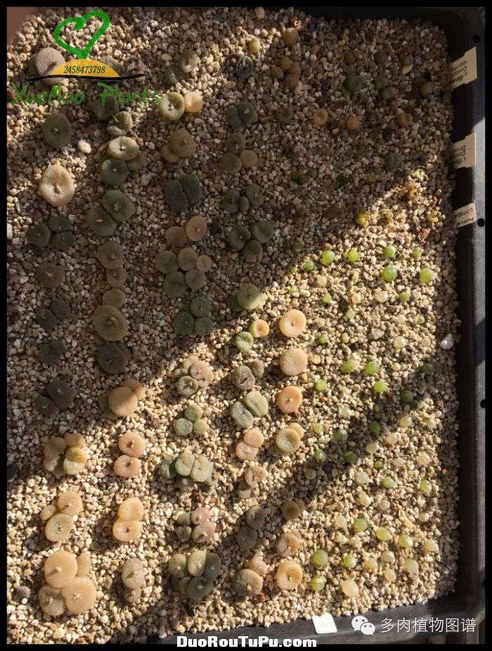 巫毒雕像怎么获得，巫师3百果园雕像（关于多肉冻伤的雪矛猜想）