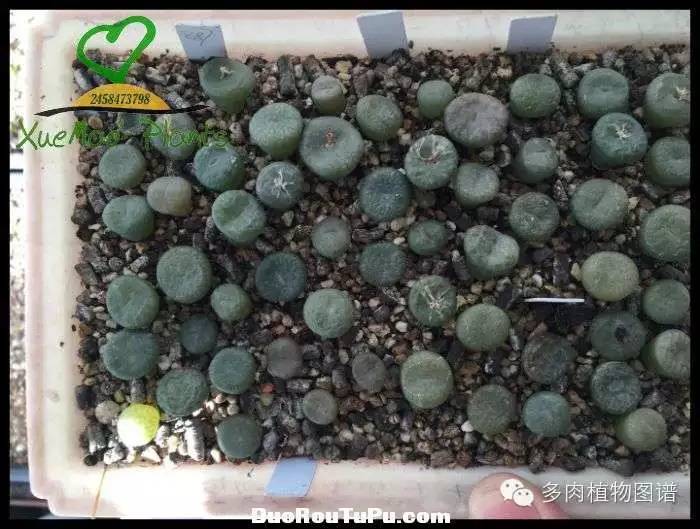 巫毒雕像怎么获得，巫师3百果园雕像（关于多肉冻伤的雪矛猜想）