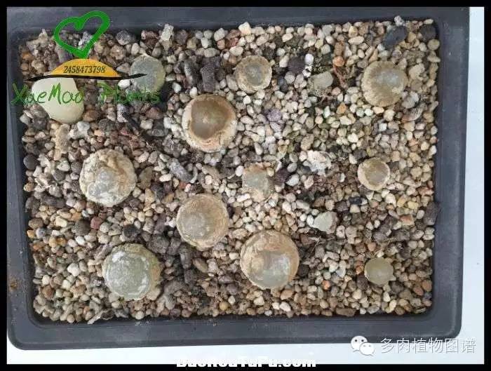 巫毒雕像怎么获得，巫师3百果园雕像（关于多肉冻伤的雪矛猜想）