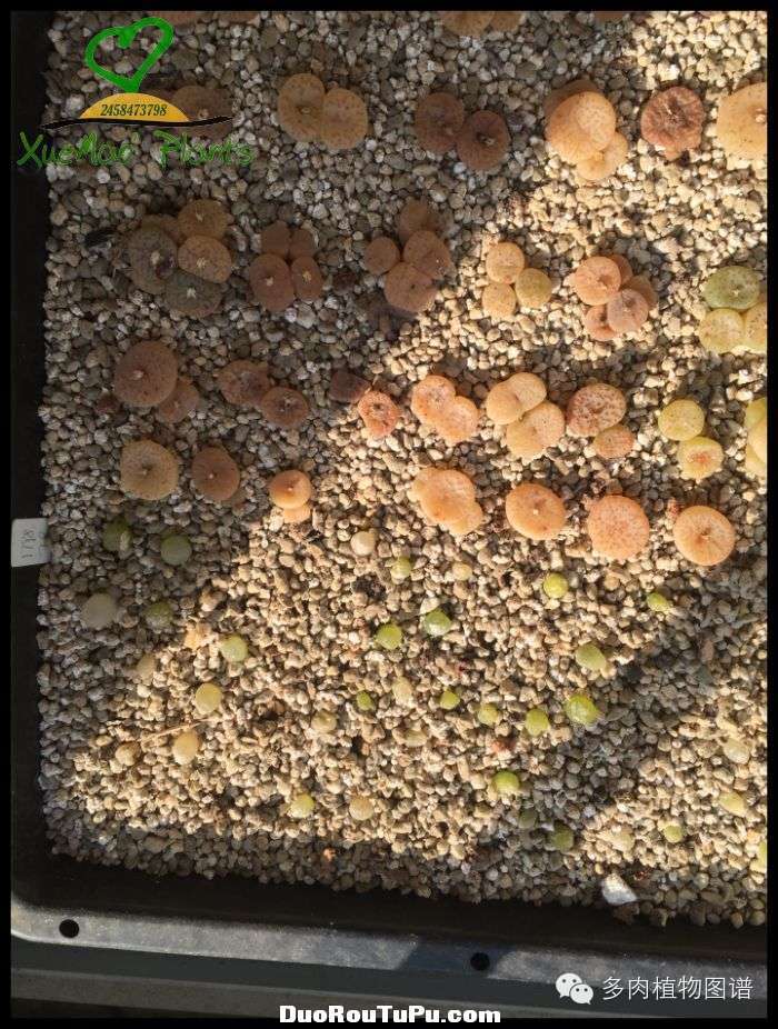 巫毒雕像怎么获得，巫师3百果园雕像（关于多肉冻伤的雪矛猜想）