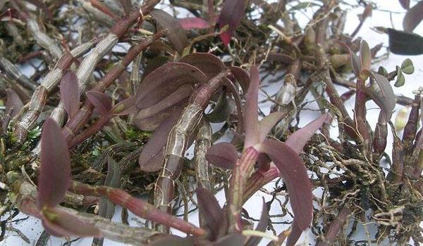 新鲜石斛怎么吃，新鲜的铁皮石斛怎么吃（紫皮石斛的宜忌人群有哪些）