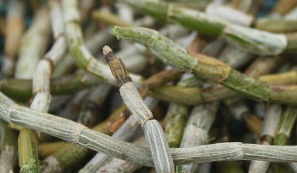 鲜石斛的功效与作用及食用方法，石斛的功效与作用适合哪些人（鲜石斛和干石斛哪个营养好）