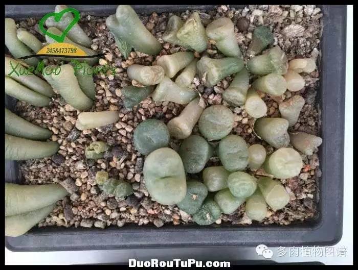 巫毒雕像怎么获得，巫师3百果园雕像（关于多肉冻伤的雪矛猜想）