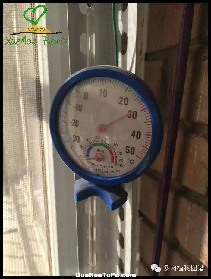 巫毒雕像怎么获得，巫师3百果园雕像（关于多肉冻伤的雪矛猜想）