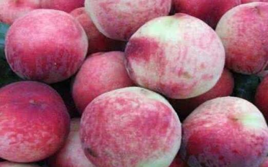 血桃几月成熟，血桃哪个产地最好吃（中华血桃什么时候成熟）