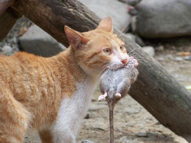 猫斗小古文翻译，猫捕鱼小古文翻译（当喵星人做这7个动作的时候）
