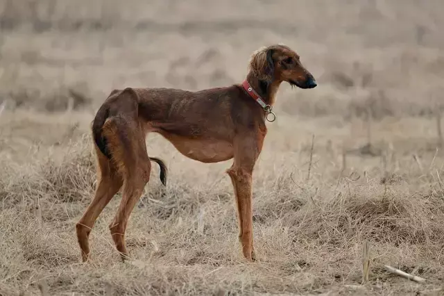 拉萨狮子犬体征和特点有哪些？（了解拉萨狮子犬的外貌和性格特征）