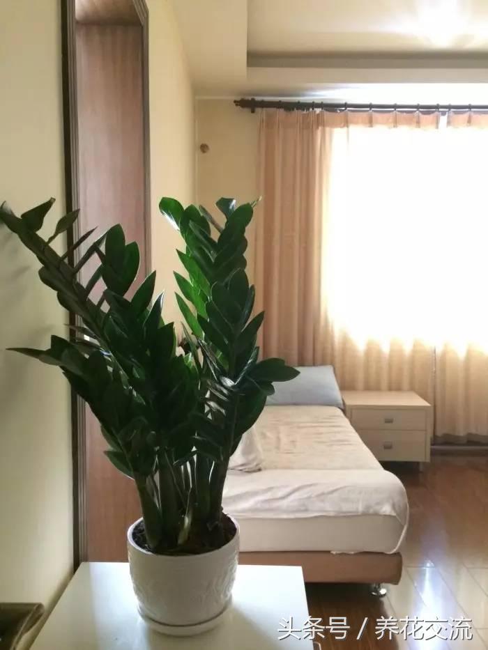 金钱树开花后怎样处理，金钱树开花后怎么处理（朋友不仅把金钱树养得叶子光亮）