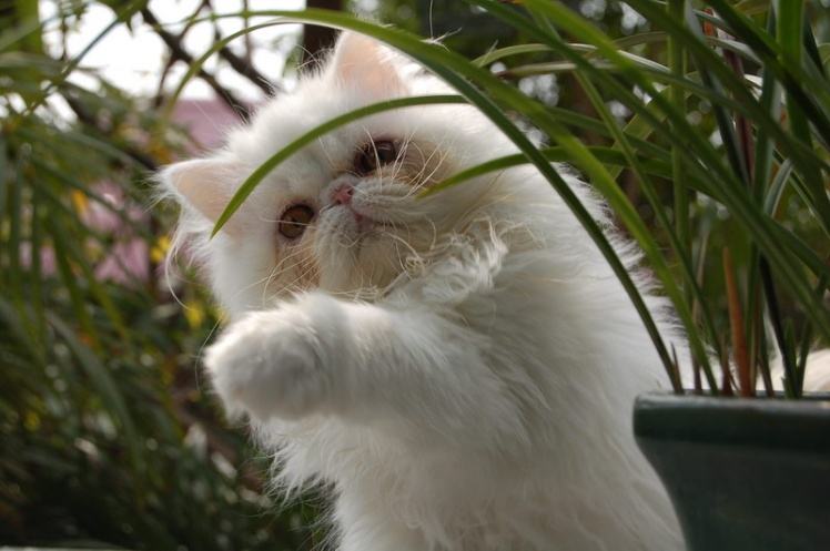哪个品种的猫咪最粘人最调皮，世界5大最粘人的猫咪