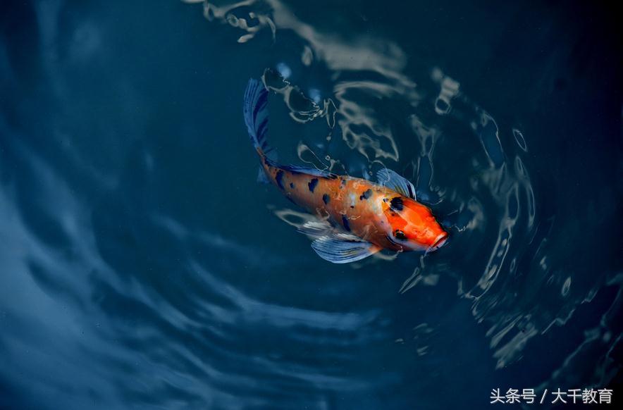 梦见女人拉屎什么预兆，梦见女人拉屎什么预兆解梦（你梦到这些，到底代表着什么）