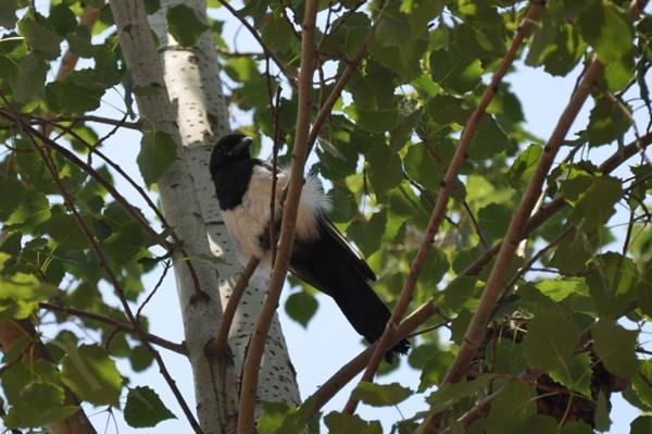 晚上喜鹊叫什么预兆，喜鹊叫有什么兆头（都代表着阳光和福禄）