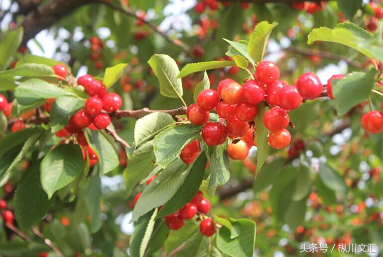 樱桃泡酒的功效与作用，樱桃酒功效有哪些（樱桃酒的功效？有哪些）