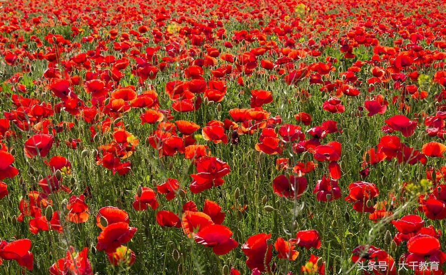 梦见女人拉屎什么预兆，梦见女人拉屎什么预兆解梦（你梦到这些，到底代表着什么）