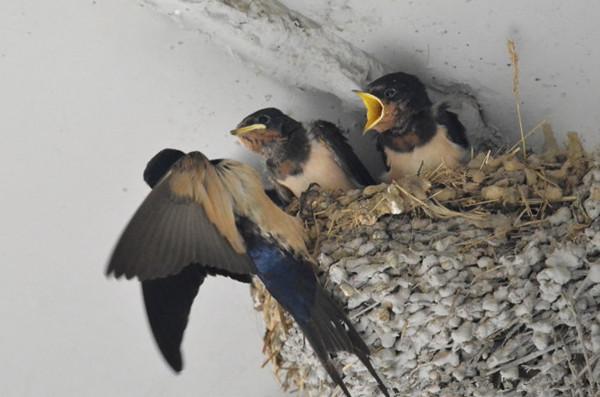 晚上喜鹊叫什么预兆，喜鹊叫有什么兆头（都代表着阳光和福禄）