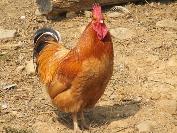 晚上喜鹊叫什么预兆，喜鹊叫有什么兆头（都代表着阳光和福禄）