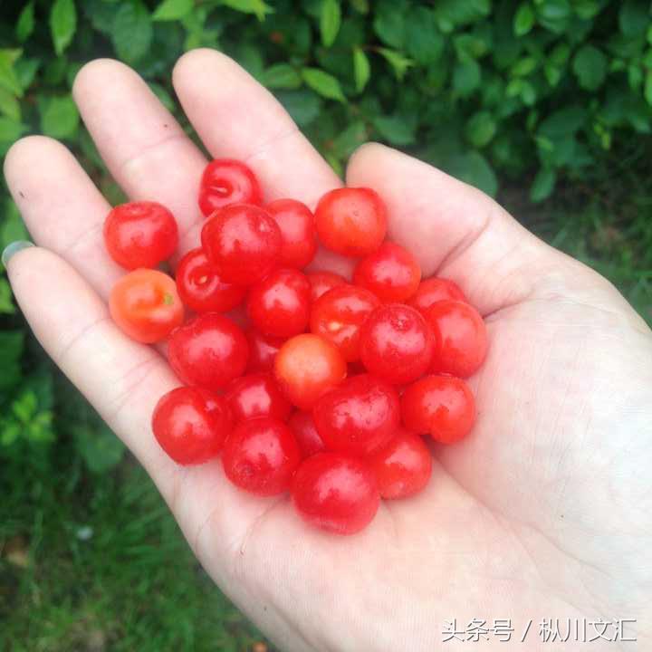 樱桃泡酒的功效与作用，樱桃酒功效有哪些（樱桃酒的功效？有哪些）