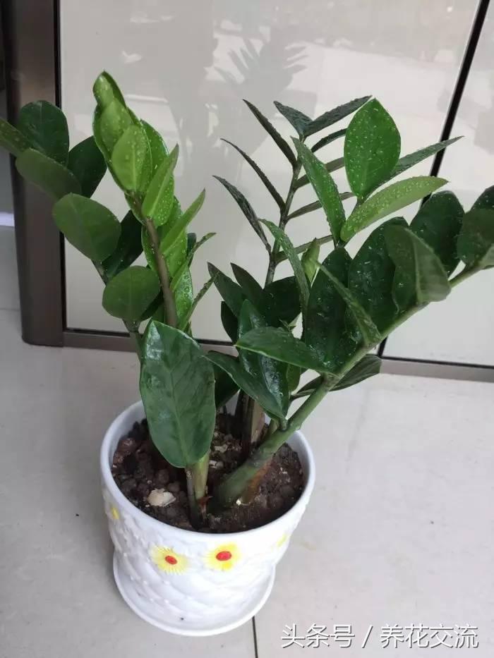 金钱树开花后怎样处理，金钱树开花后怎么处理（朋友不仅把金钱树养得叶子光亮）