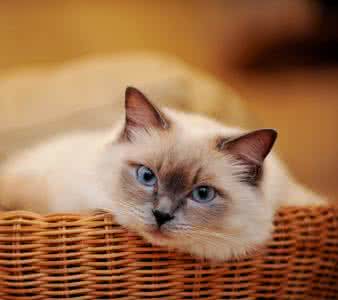 哪个品种的猫咪最粘人最调皮，世界5大最粘人的猫咪