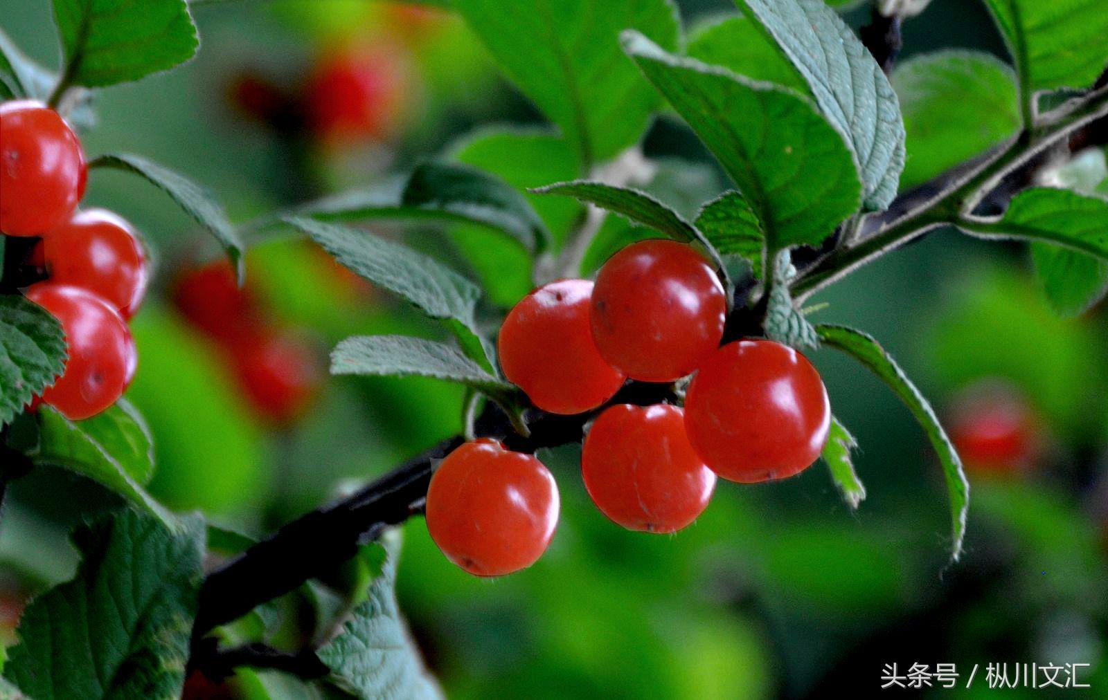 樱桃泡酒的功效与作用，樱桃酒功效有哪些（樱桃酒的功效？有哪些）