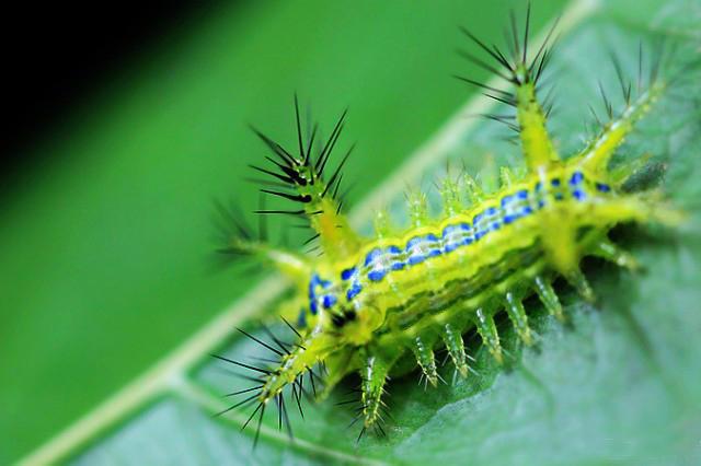 洋辣子能吃吗，洋辣子多少钱一斤（农村有一种叫“洋辣子”的妖孽）