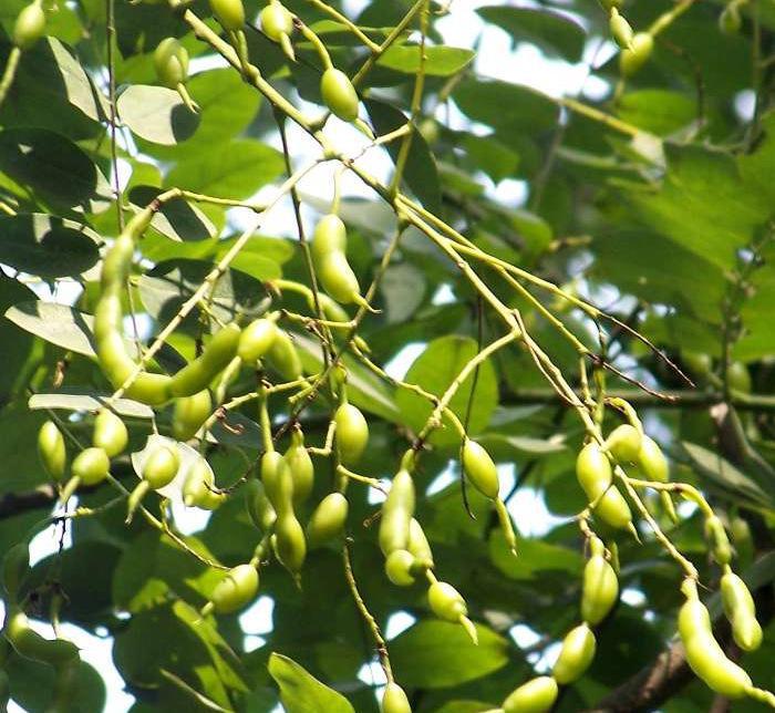 槐角茶的副作用与禁忌,槐角茶的功效与作用 槐角茶用药禁忌(长吃国槐