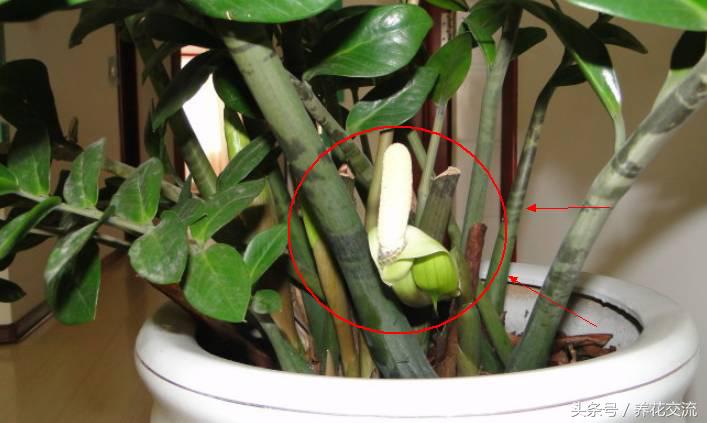 金钱树开花后怎样处理，金钱树开花后怎么处理（朋友不仅把金钱树养得叶子光亮）