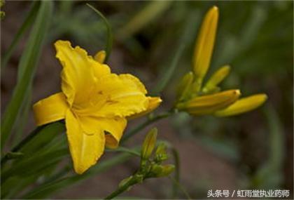 黄花菜根的功效与作用，黄花菜根的功效与作用及食用方法（宜食宜药的中药——黄花菜）