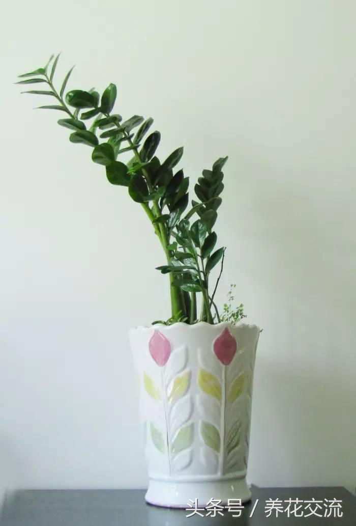 金钱树开花后怎样处理，金钱树开花后怎么处理（朋友不仅把金钱树养得叶子光亮）