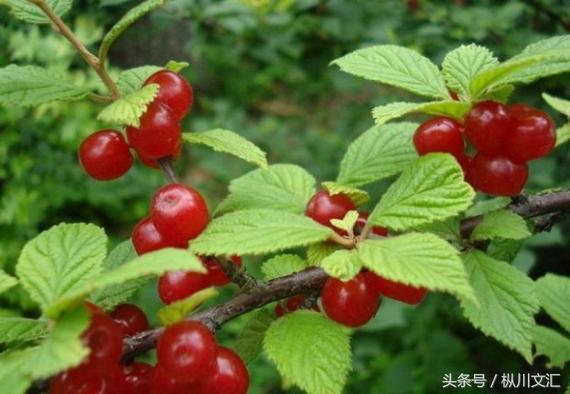 樱桃泡酒的功效与作用，樱桃酒功效有哪些（樱桃酒的功效？有哪些）