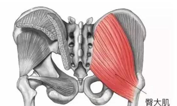 臀中肌负责下肢稳定性影响上臀及臀部侧面的饱满程度训练臀中肌可以