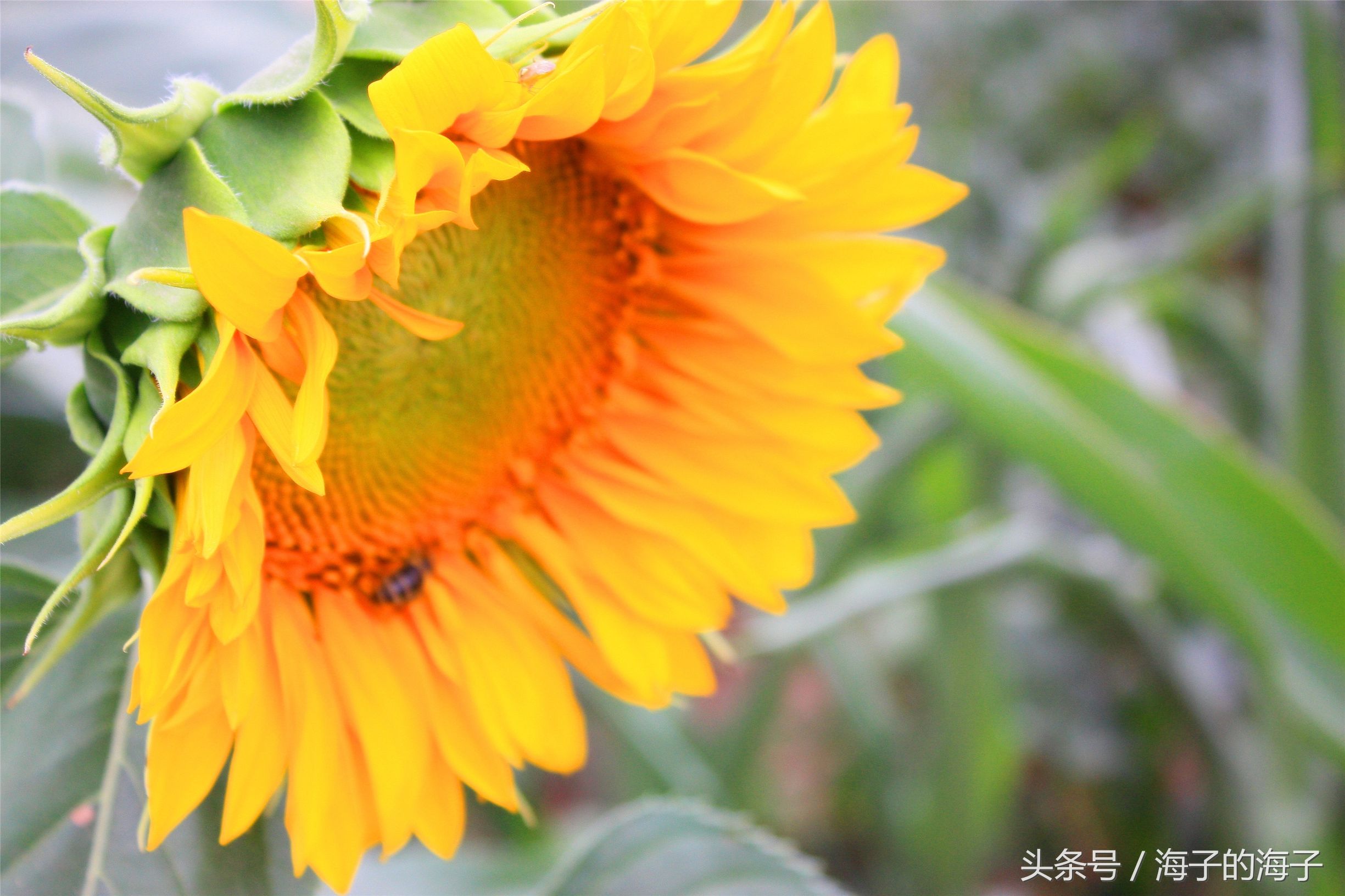 更無柳絮因風起,夏日詩詞(《更無柳絮因風起,惟有葵花向日傾》向日葵