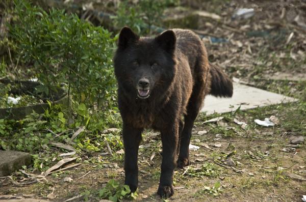 晚上喜鹊叫什么预兆，喜鹊叫有什么兆头（都代表着阳光和福禄）