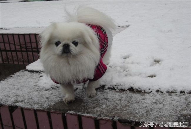 纪州犬多少钱 纪州犬是柴犬吗