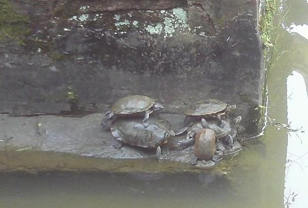 晚上喜鹊叫什么预兆，喜鹊叫有什么兆头（都代表着阳光和福禄）