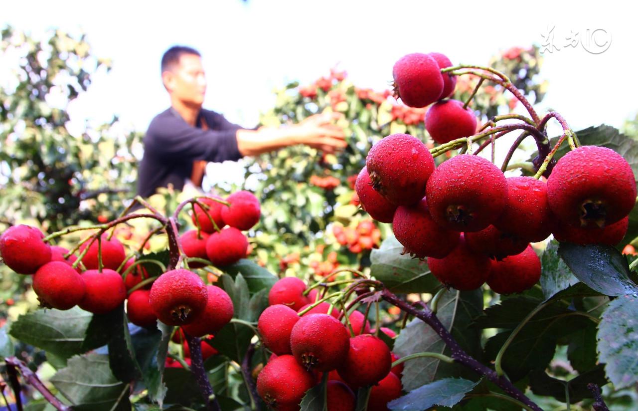 孕妇可以吃杏子吗?孕中期，孕中期孕妇可以吃杏吗（孕期这样的水果才吃的放心）