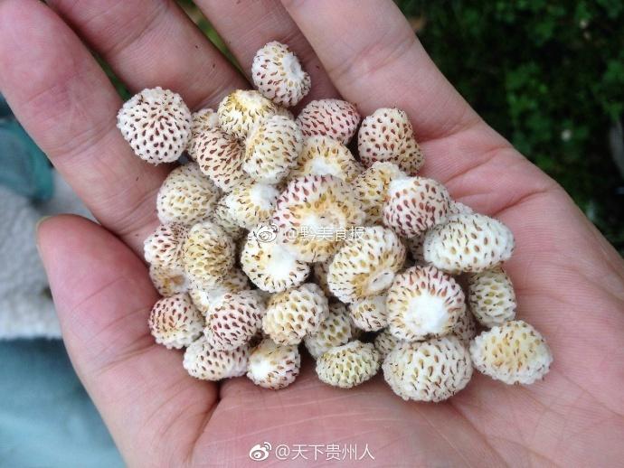 地方特色礼品,贵州大山里的这些山货(南方特色礼品)