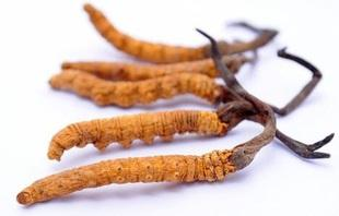 一只九龙虫的价格，九龙虫的功效与吃法是什么（增强机体免疫力的昆虫有哪些）