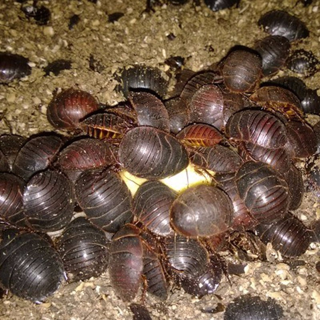 一只九龙虫的价格,九龙虫的功效与吃法是什么(增强机体免疫力的昆虫有