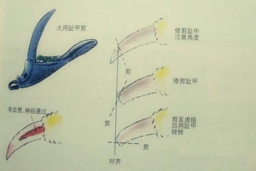 狗狗断甲一般多少钱（狗狗断甲有什么好处）