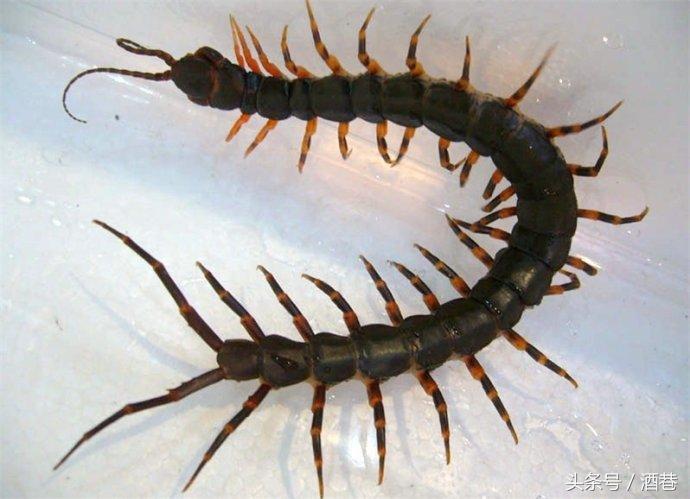 梦见蜈蚣是什么意思，梦见蜈蚣什么寓意（梦里梦见蜈蚣竟然是大吉征兆）