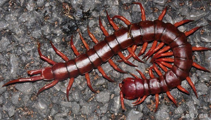 梦见蜈蚣是什么意思，梦见蜈蚣什么寓意（梦里梦见蜈蚣竟然是大吉征兆）