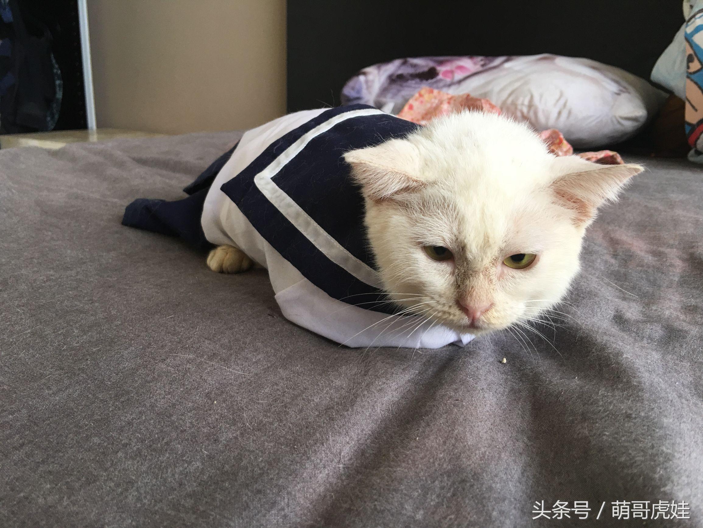 女性梦到猫下崽好多小猫崽，女人梦见很多小猫崽（猫妈你当时到底在做什么）