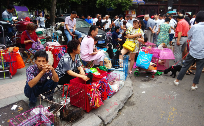 土狗串子狗多少钱（养狗必备：狗狗食品品牌排行榜）