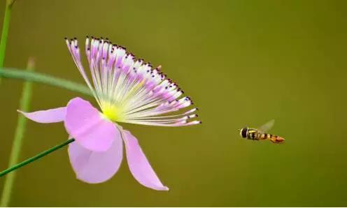 马蜂蛰了怎么办，马蜂蛰了怎么办小妙招（救急手册：被蜜蜂蛰了怎么办）