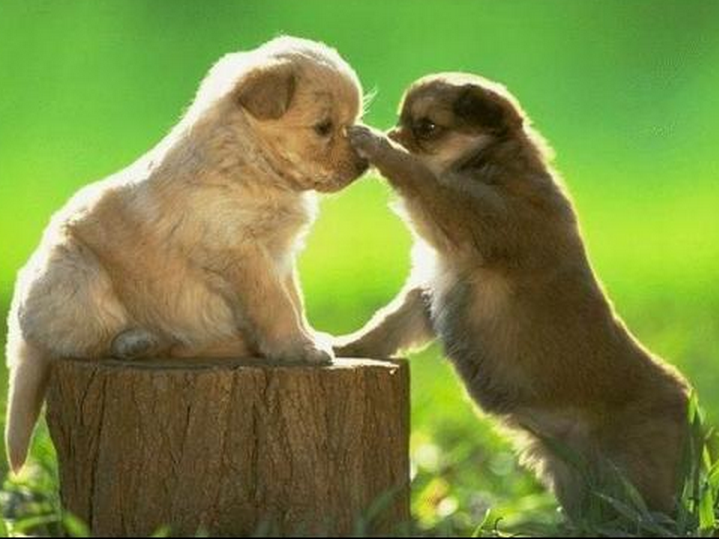 猴市是什么意思,猴市以后是什么市(猴市格局下狗狗都恋爱了)