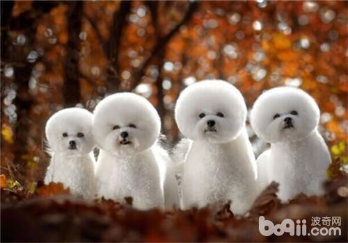 不掉毛的狗狗品种，不掉毛的狗狗品种有哪些（排在第1的墨西哥无毛犬实在太骚啦）