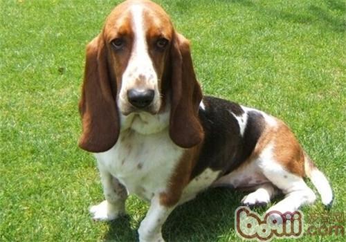 不掉毛的狗狗品种，不掉毛的狗狗品种有哪些（排在第1的墨西哥无毛犬实在太骚啦）