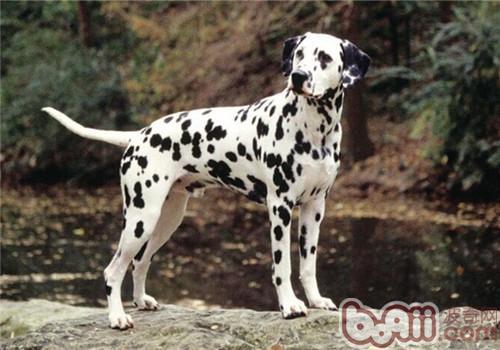 不掉毛的狗狗品种，不掉毛的狗狗品种有哪些（排在第1的墨西哥无毛犬实在太骚啦）