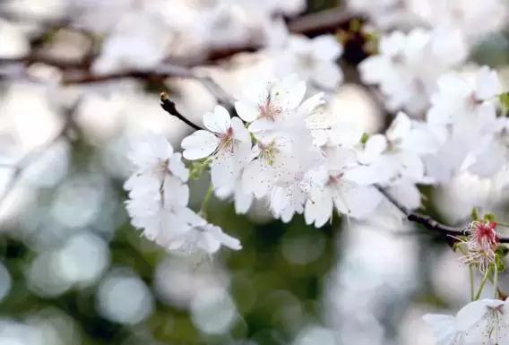 赏樱花的地方排行榜，眼下你最该去的地方