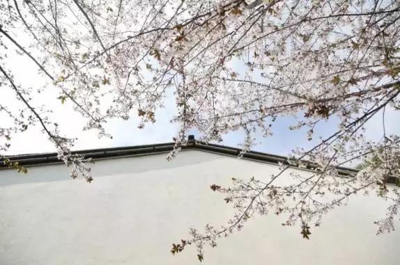 赏樱花的地方排行榜，眼下你最该去的地方